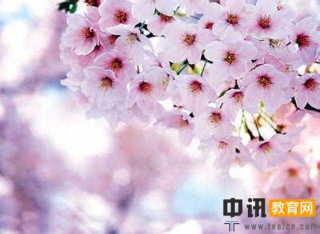 小升初优秀作文：春的代表——樱花